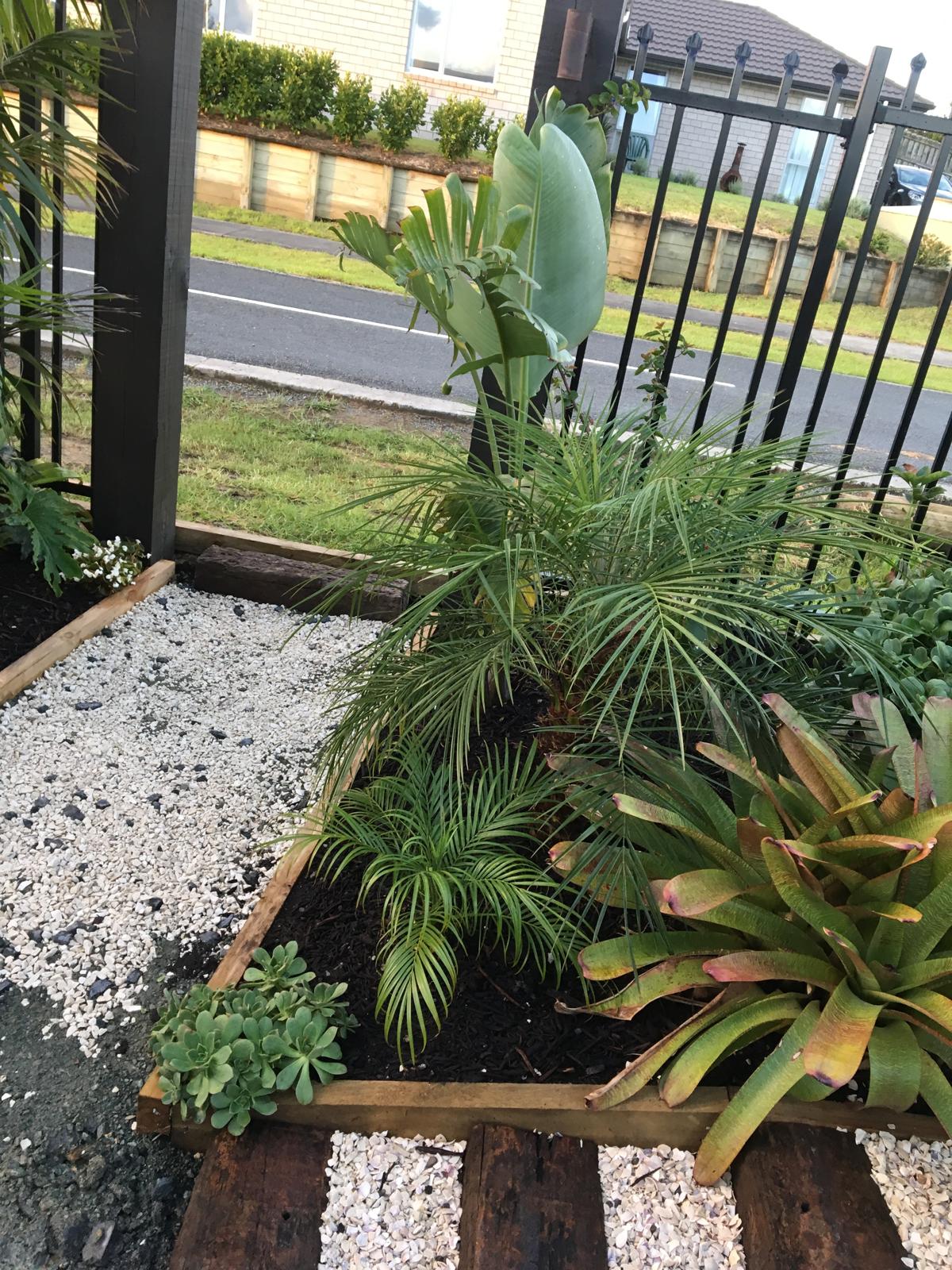 Street-front raised planter with bromeliads, phoenix palms, succulents and white pebble border